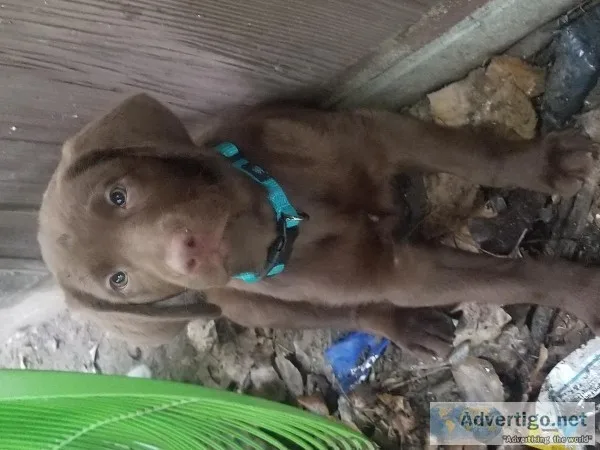 Chocolate Lab Puppy