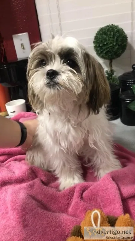 Lhasa Apso for sale