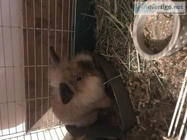 Lion head bunnies looking for good home