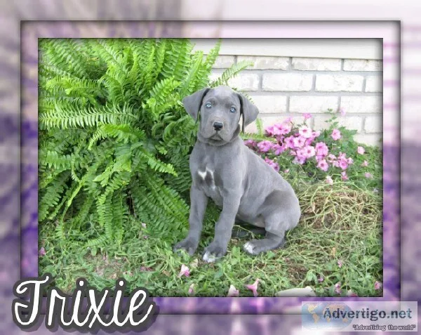Trixie Female AKC Great Dane