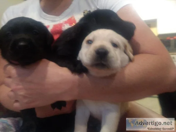 Lab Puppies
