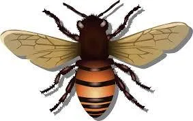 Royersford Pest Control Services