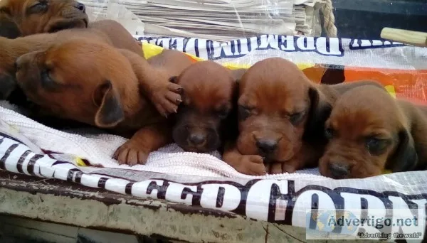 Redbone Coonhound Puppies