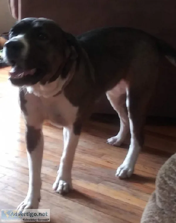 2 dogs need home