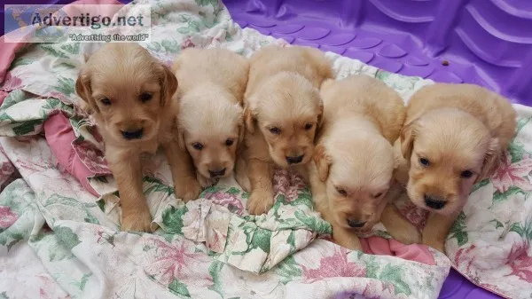 Akc Golden Retriever puppies