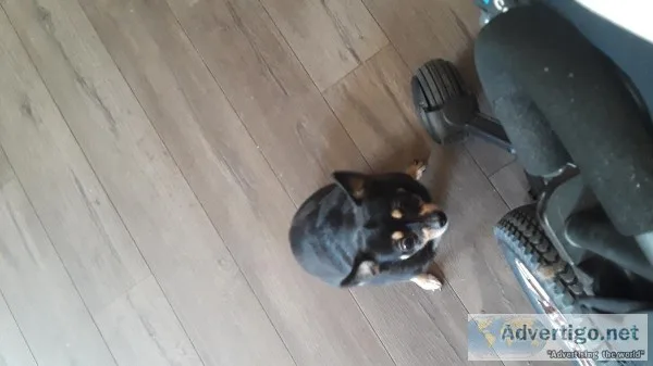 Free chihuahua ro a good home