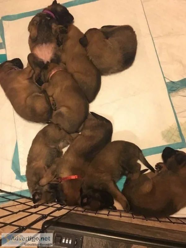 Belgian Malinois