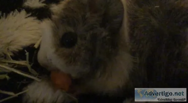 1 YEAR OLD MALE GUINEA PIG WITH CAGE AND SUPPLIES