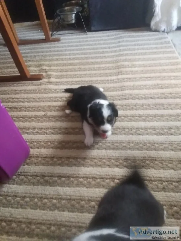 Minitures Australian shephards