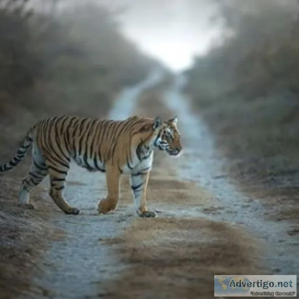 Wildlife Tiger Park Safari India