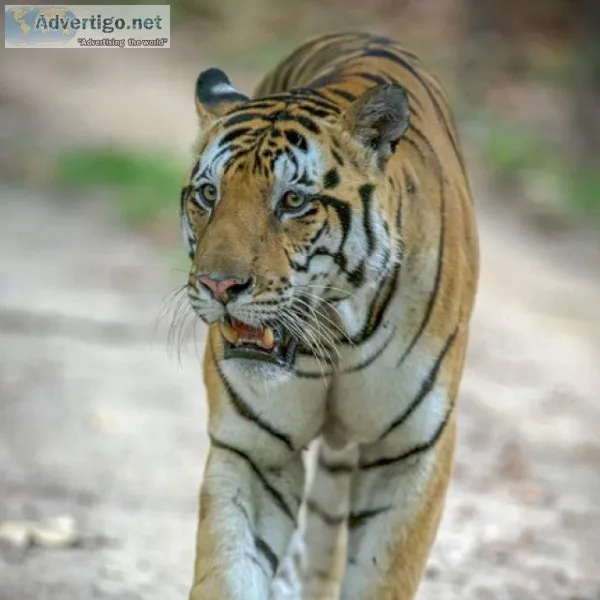 Wildlife Tiger Park Safari India
