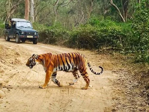 Tiger safari Corbett national park