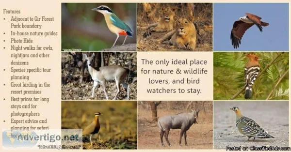 Gir Resort Booking