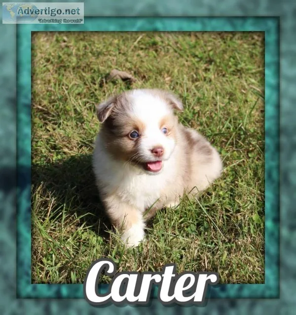 Carter Male Mini Australian Shepherd