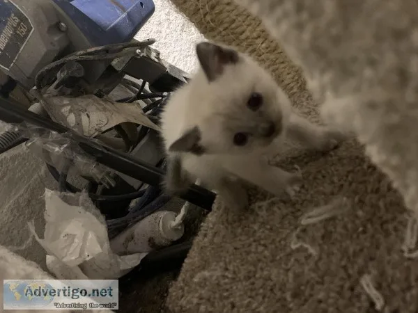Siamese kittens