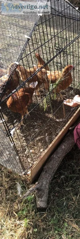 7 Golden Buff Hens and supples