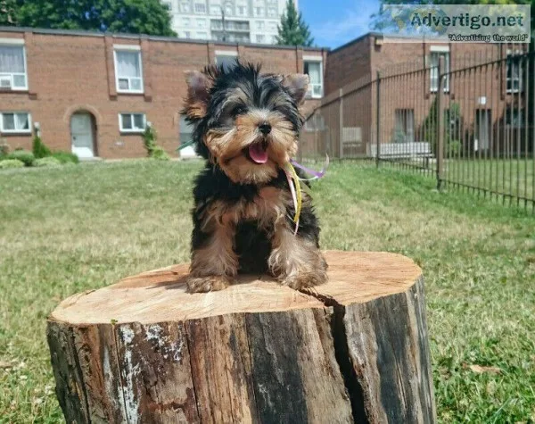 Beautiful miniature Yorkie puppies available for adoption.