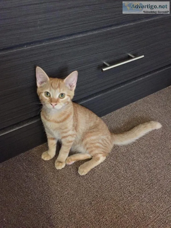 Free kittens