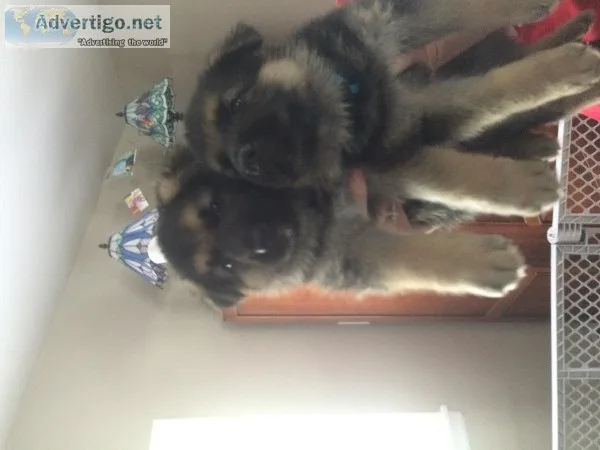 AKC German shepherd pups