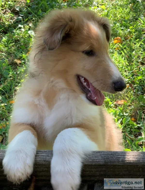 AKC Rough Collies