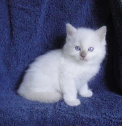 Ragdoll Cats For Sale