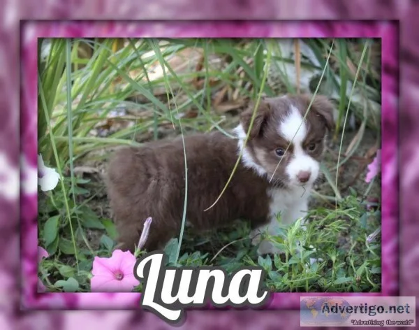 Luna Female Mini Australian Shepherd
