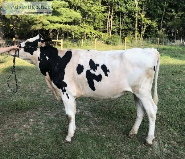 Holstein Heifer
