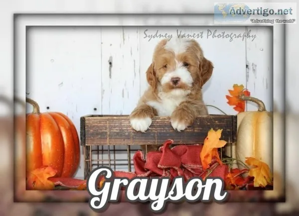 Grayson Female Mini Goldendoodle