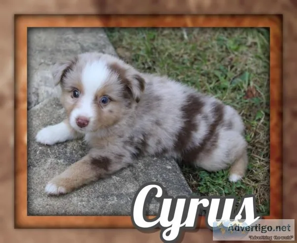 Cyrus Male Mini Australian Shepherd