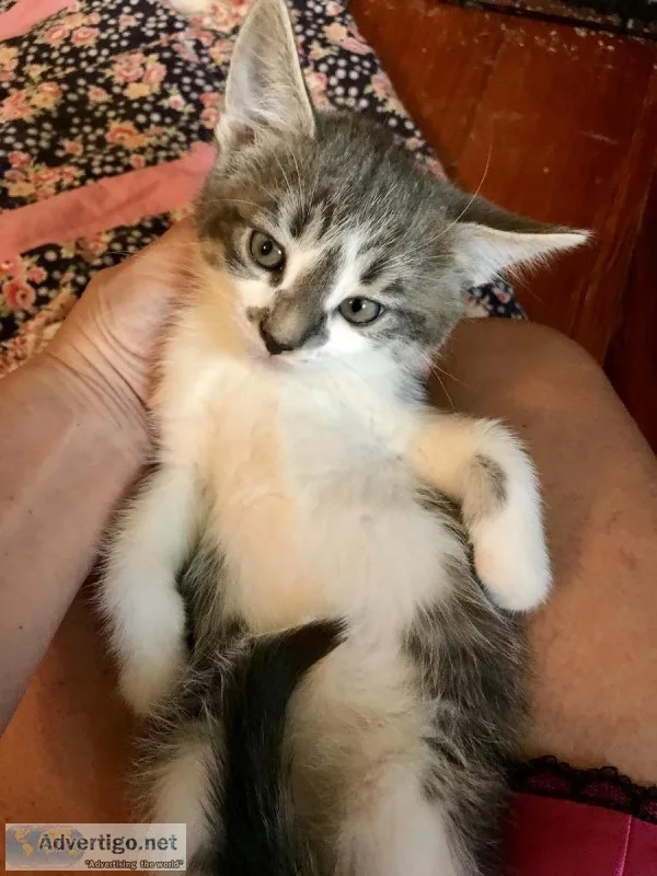 Kittens Foster mom. Ready for forever homes