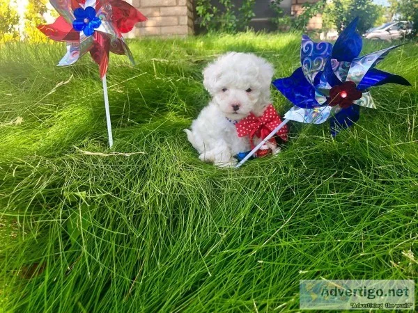 Designer Tiny Teacup Maltipoo Female