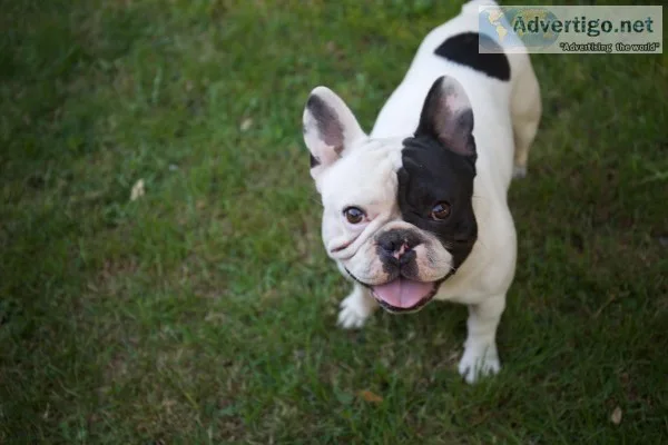 Pure French Bulldog