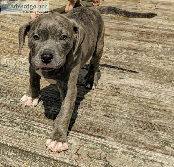9 Week Old Pit Bull Puppies