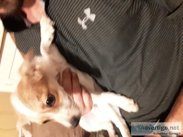American Eskimo and Yorkie mix