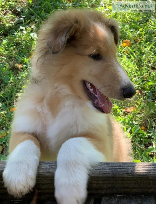 AKC Rough Collies