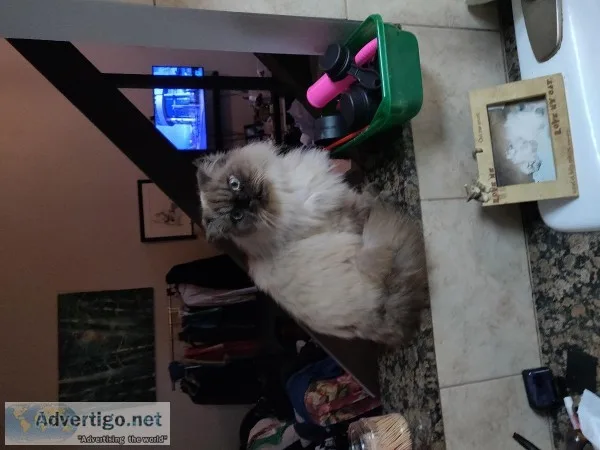 Himalayan Cat