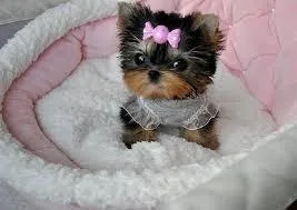 SHIHTZUYORKIE male puppy