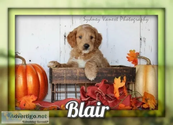 Blair Male Mini Goldendoodle