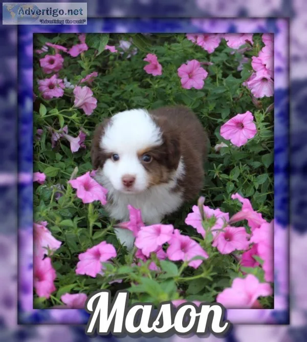 Mason Male Mini Australian Shepherd