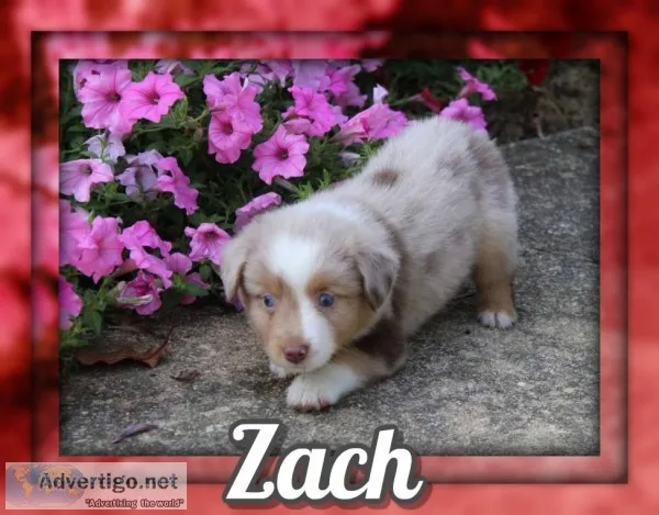 Zach Male Mini Australian Shepherd