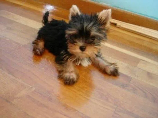 12 week old yorkie puppy