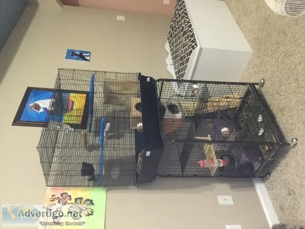 2 chinchillas