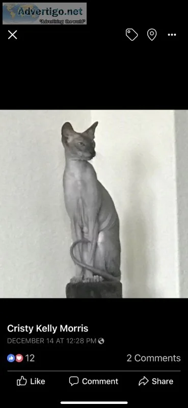 RARE HAIRLESS PETERBAULD CAT