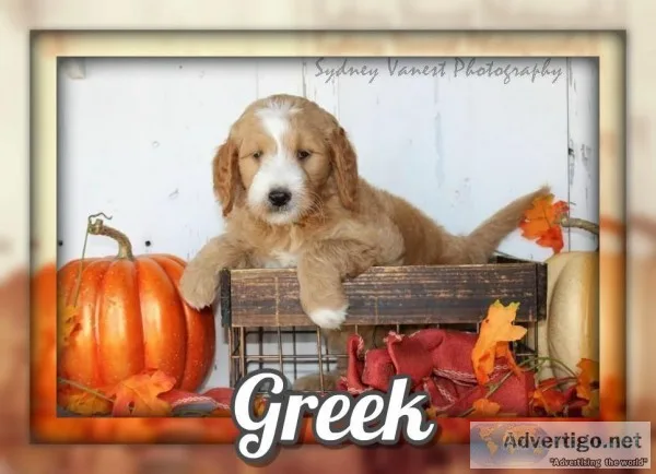 Greek Male Mini Goldendoodle