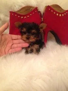 Yorkie Puppy needs a home