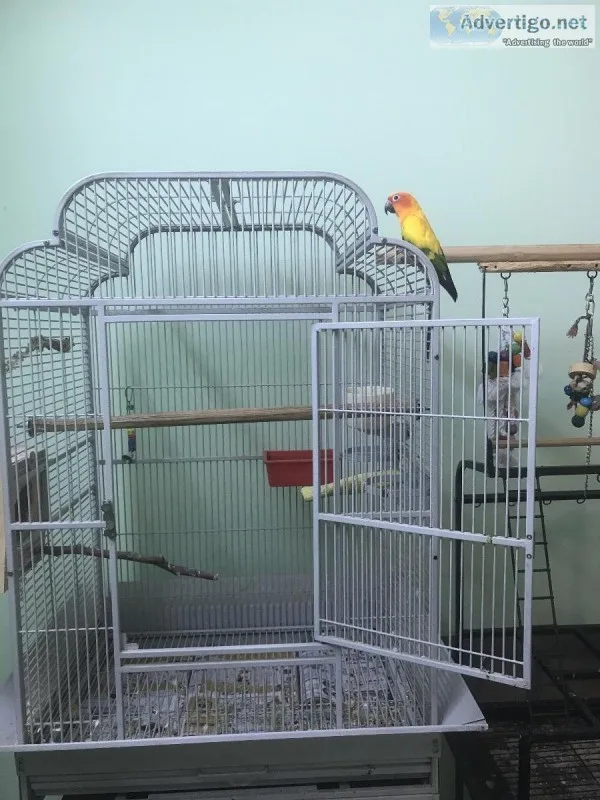 Sun conure with cage