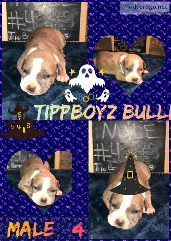 American bully Pups 2w3d old