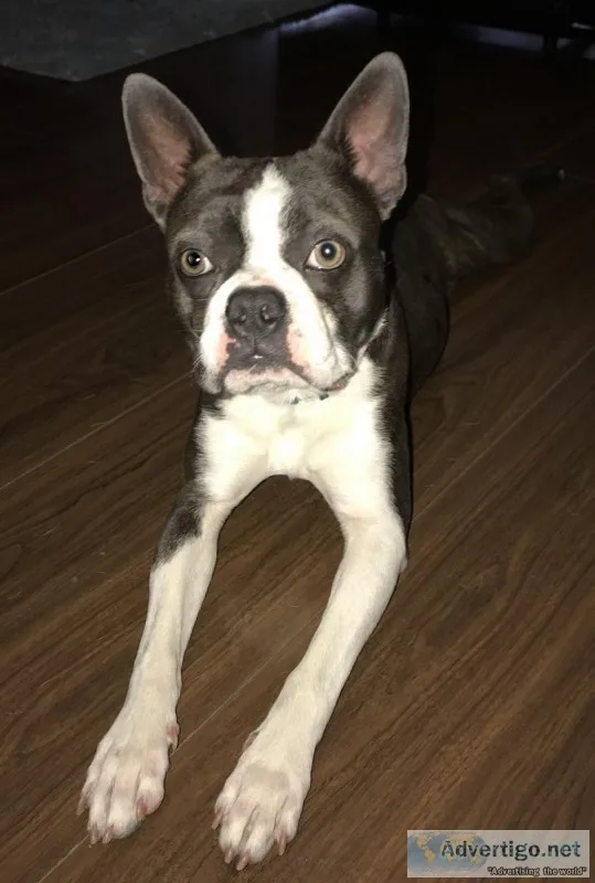 Boston terrier Stud service