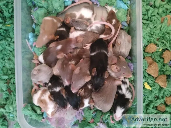 Baby mice ready in 10 days