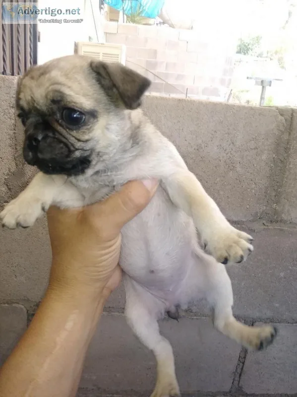 Pug puppies